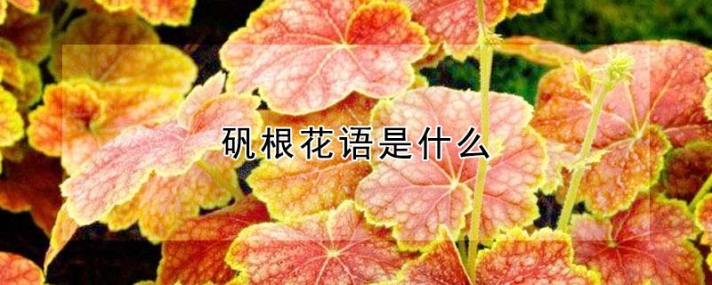 礬根花語是什麼