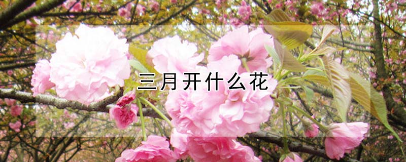 三月開什麼花