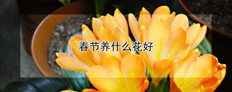 春節養什麼花好