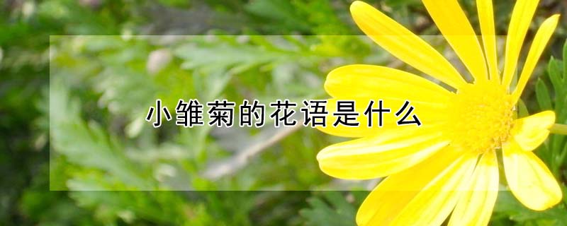 小雛菊的花語是什麼