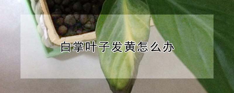 白掌葉子發黃怎麼辦