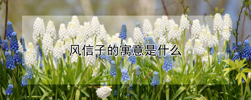 風信子的寓意是什麼