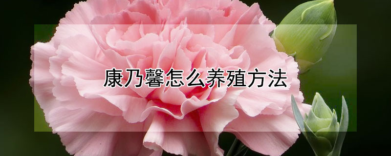 康乃馨怎麼養殖方法