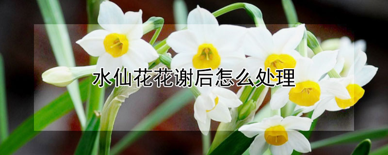 水仙花花謝後怎麼處理