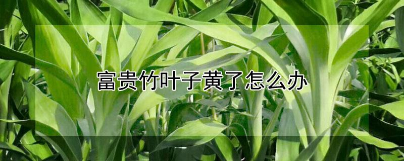 富貴竹葉子黃了怎麼辦