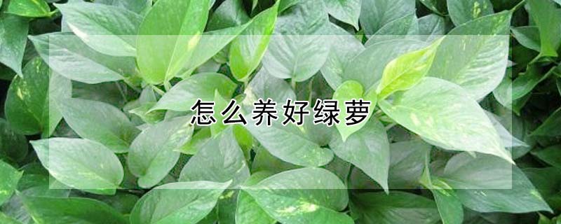 怎麼養好綠蘿