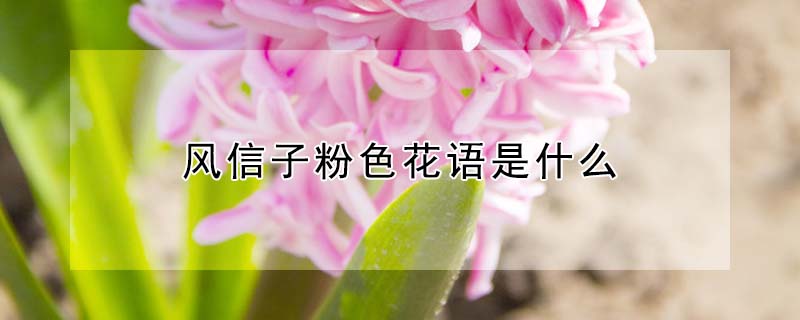 風信子粉色花語是什麼