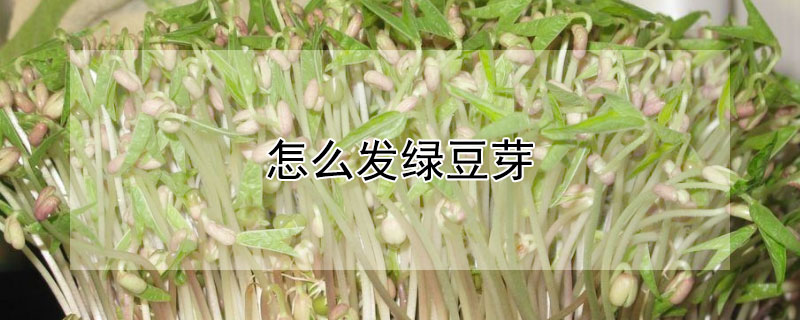 怎麼發綠豆芽