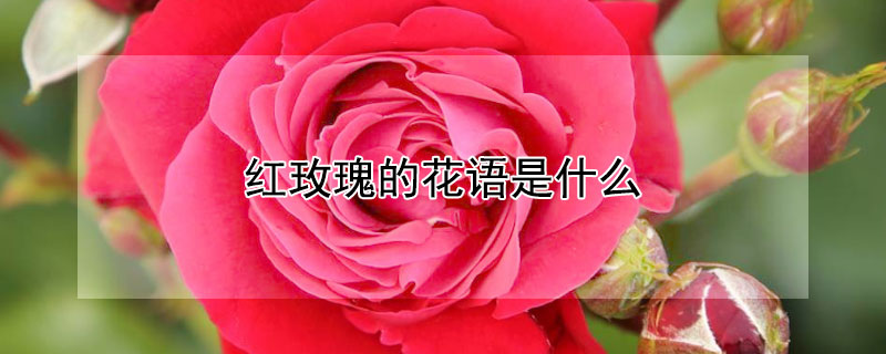 紅玫瑰的花語是什麼