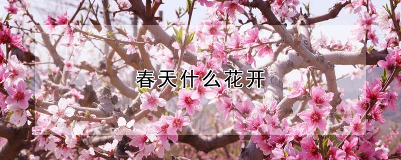 春天什麼花開