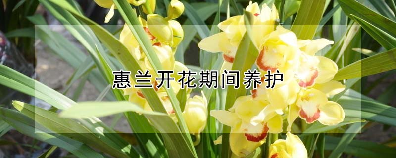 惠蘭開花期間養護