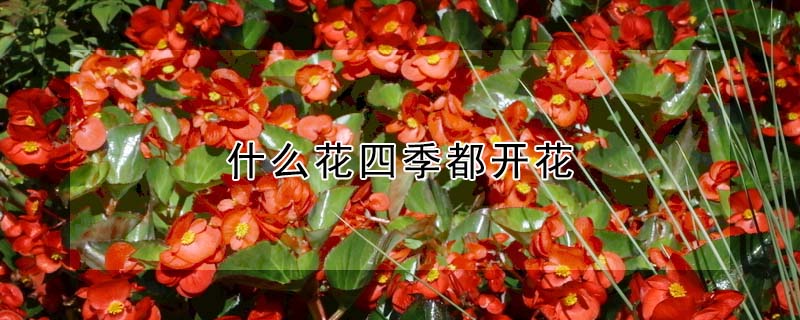 什麼花四季都開花