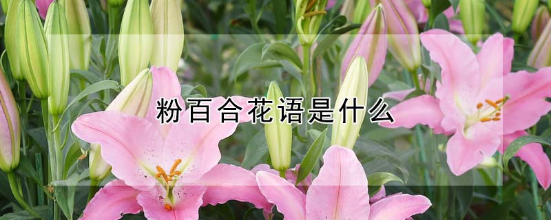 粉百合花語是什麼
