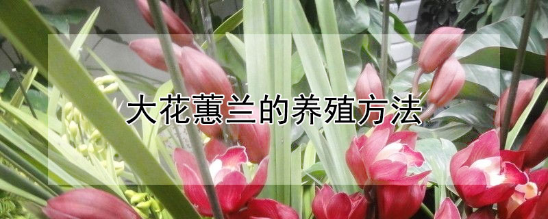 大花蕙蘭的養殖方法