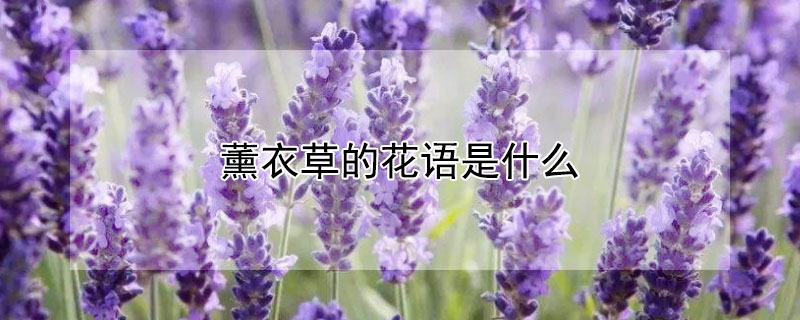 薰衣草的花語是什麼