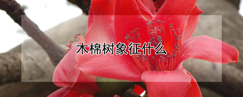 木棉樹象征什麼
