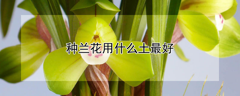 種蘭花用什麼土最好