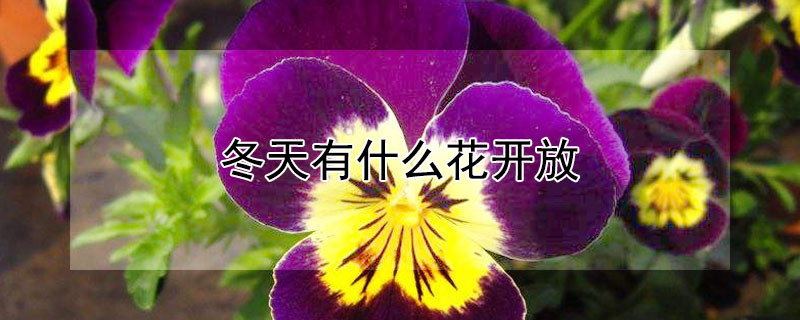 冬天有什麼花開放