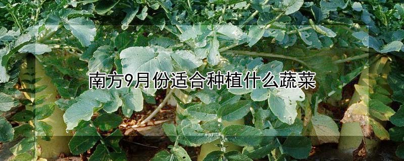 南方9月份適合種植什麼蔬菜