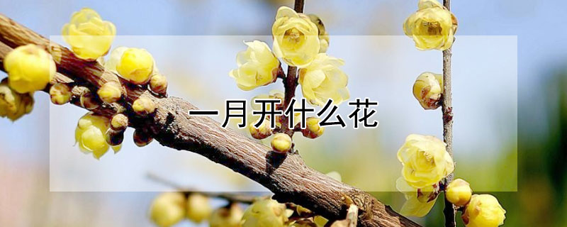 一月開什麼花