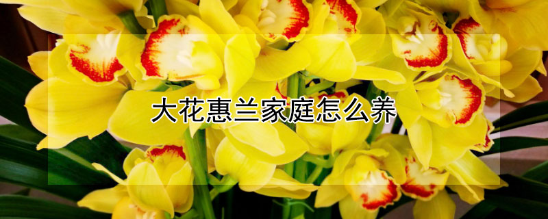 大花惠蘭家庭怎麼養