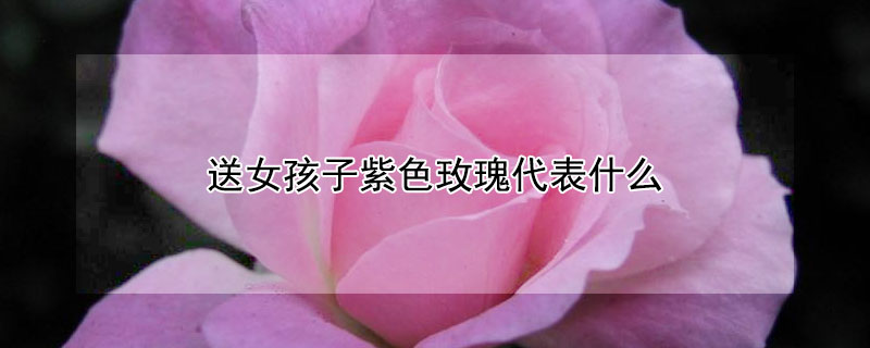 送女孩子紫色玫瑰代表什麼