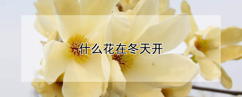 什麼花在冬天開