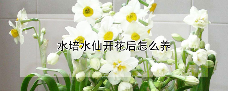 水培水仙開花後怎麼養