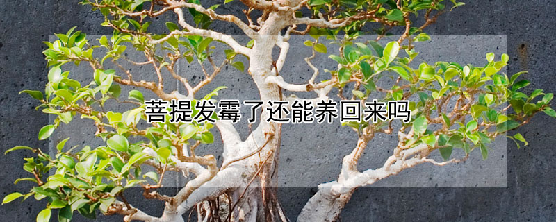 菩提發黴了還能養回來嗎