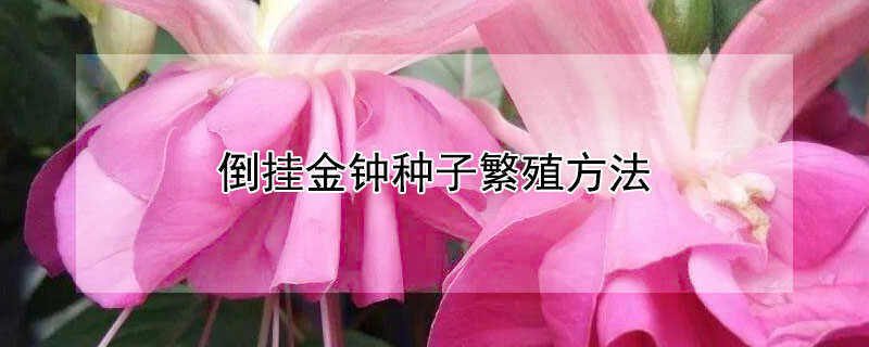 倒掛金鍾種子繁殖方法
