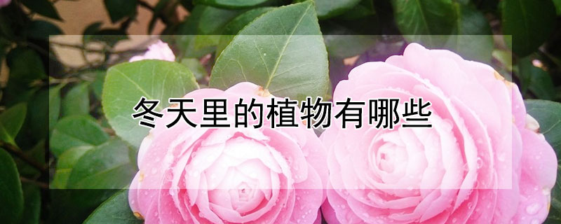 冬天裏的植物有哪些