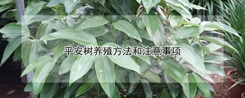 平安樹養殖方法和注意事項