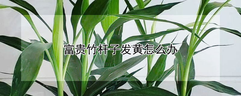 富貴竹杆子發黃怎麼辦