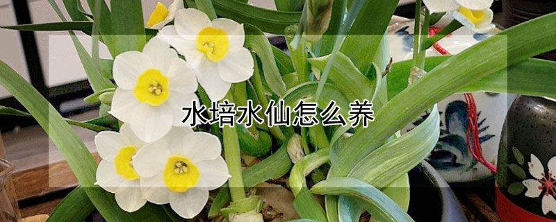 水培水仙怎麼養