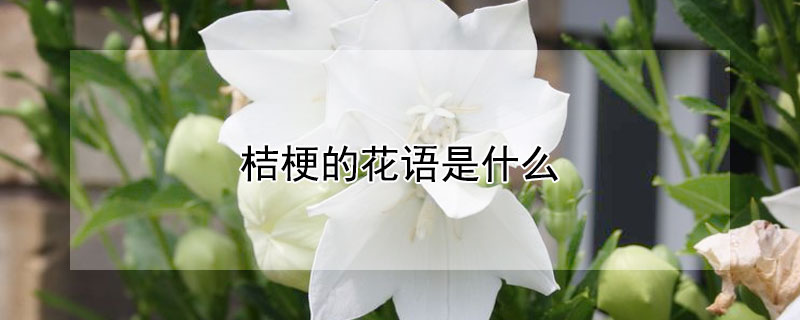桔梗的花語是什麼