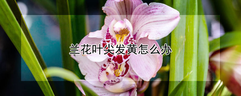 蘭花葉尖發黃怎麼辦