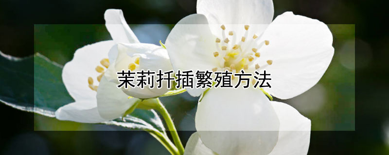 茉莉扡插繁殖方法