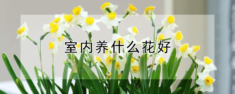 室內養什麼花好