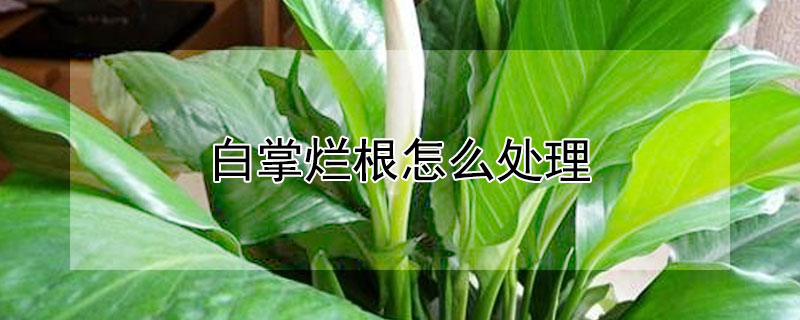 白掌爛根怎麼處理