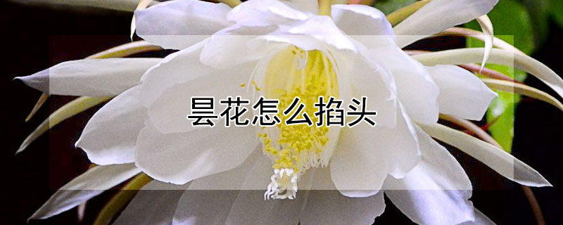 曇花怎麼掐頭