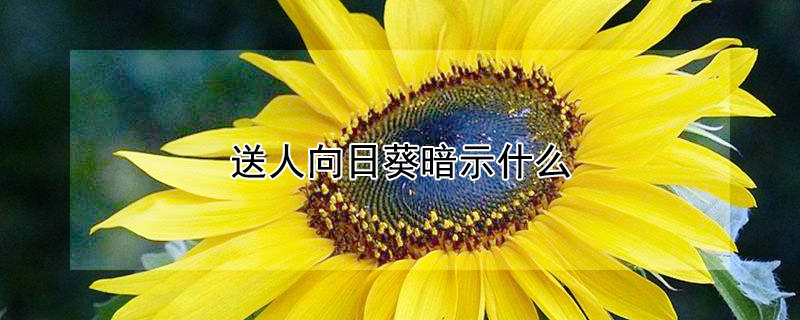 送人向日葵暗示什麼