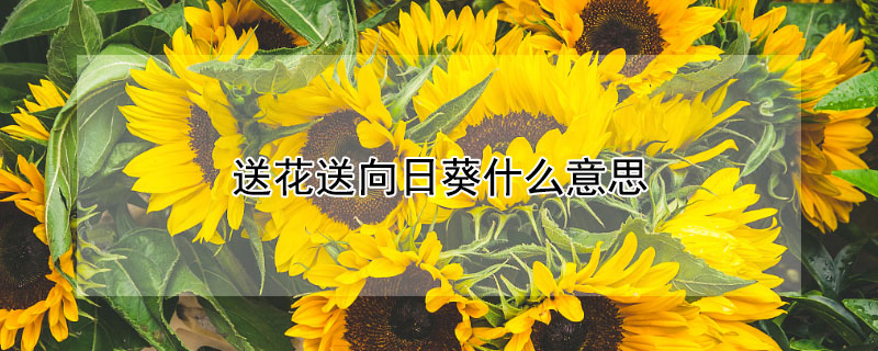 送花送向日葵什麼意思