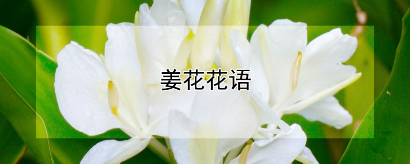 薑花花語