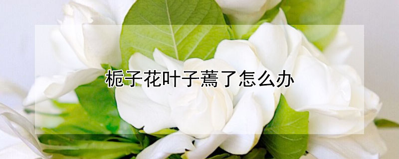 梔子花葉子蔫了怎麼辦