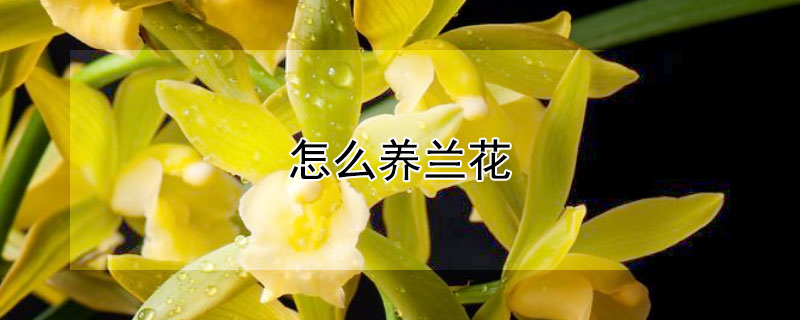 怎麼養蘭花