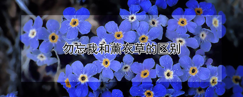 勿忘我和薰衣草的區別