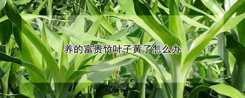 養的富貴竹葉子黃了怎麼辦