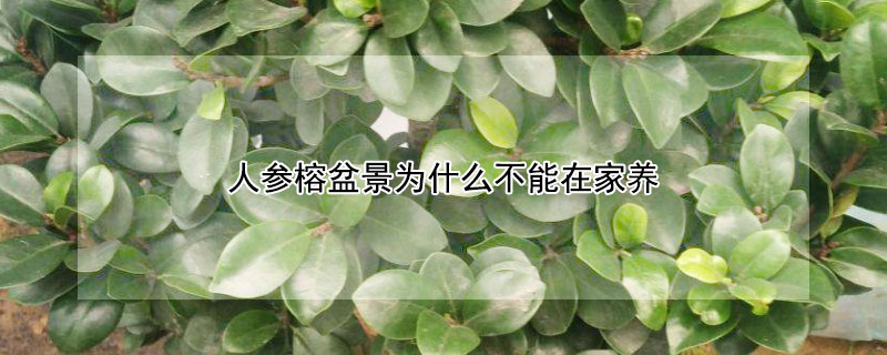 人參榕盆景為什麼不能在家養