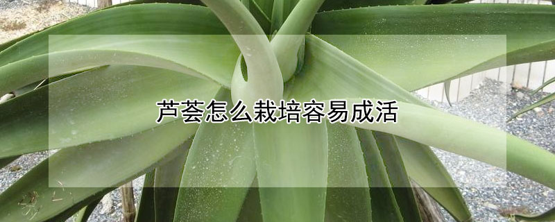 蘆薈怎麼栽培容易成活