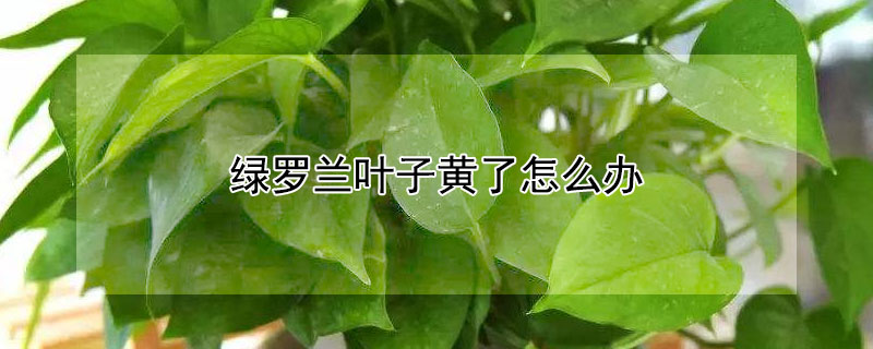 綠羅蘭葉子黃了怎麼辦